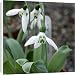 Canvas Prints of Galanthus elwesii Grumpy from Ros Drinkwater