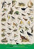 Birds of Field and Garden Poster (#33)