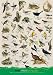 Birds of Field and Garden Poster (#33)