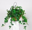 Artificial Maple Ivy Hanging Basket