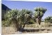 Canvas Prints of MAB-765 Cabbage trees in flower by Lake Hawea from Ardea Wildlife Pets