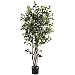 5' Ficus Bushy Silk Tree