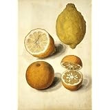 Oranges and Lemons, by Jacques Le Moyne de Morgues (Print On Demand)