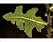 Photographic Prints of Leaf of prickly lettuce - held horizontally, angled towards the sun. Against from Ardea Wildlife Pets
