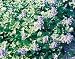 Catmint Perennial 25 Plants - Nepeta mussini-Very Hardy