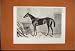 1866 Horse Tormentor Winner Oaks Antique Print