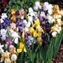 Mixed Tall Bearded German Iris 12 Bulbs