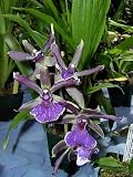 Bollopetalum Midnight Blue orchid