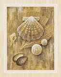 2 Sea Shell Art Prints Sand Dollar Posters Home Decor