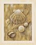 2 Sea Shell Art Prints Sand Dollar Posters Home Decor