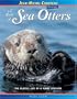 A Raft of Sea Otters