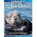 A Raft of Sea Otters