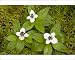 Photographic Prints of Dwarf cornel from Ardea Wildlife Pets