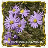 Smooth Blue Aster (Aster laevis) Jumbo Wildflower Seed Packet - 2000 Seeds