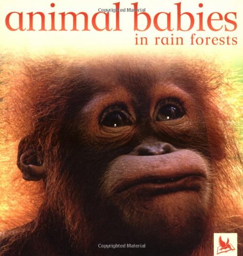Animal Babies in  Rain Forests