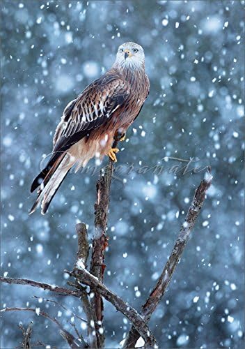 Red Kite in Snowstorm Holiday Cards