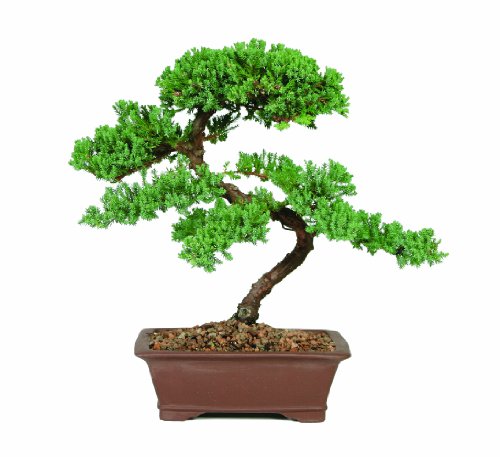 Brussel\'s Green Mound Juniper Bonsai