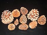 One Pound Assorted Pine Cones