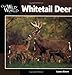 Whitetail Deer (Our Wild World)