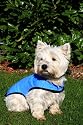 Prestige Cool Coat for Dogs, S, Blue
