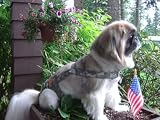 Joybies Camouflage Piddle Pants(tm) for XX Small Female Dog (Measuring 9