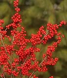 Berry Nice Winterberry - Ilex - Deer Resistant - Proven Winners
