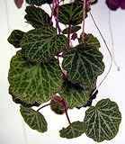 Strawberry Begonia Plant - 6 Hanging Basket -Saxifraga