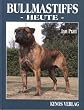 Bullmastiffs heute