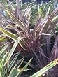 Pink Stripe Phormium (Flax), Five Gallon Container