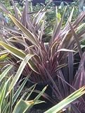 Pink Stripe Phormium (Flax), Five Gallon Container