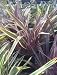 Pink Stripe Phormium (Flax), Five Gallon Container