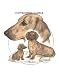 Dachshund - Trio Image by Cindy Farmer