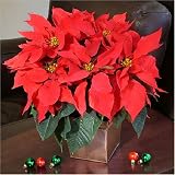 Holiday Poinsettia Plant / Christmas Poinsettia