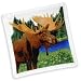 Peggy Karr Moose 10-inch Handmade Art Glass Plate
