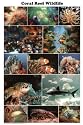 Coral Reef Marine Wildlife Educational Chart Poster - 24x36
