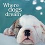 Where Dogs Dream