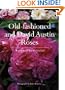 Old-fashioned and David Austin Roses
