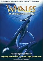 Stream Whales - An Unforgettable Journey Online.