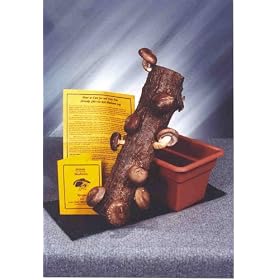Best Buy: Two Large 14-15" Shiitake Mushroom Logs with Soaking Trays