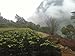 Bolivian Organic 100% Arabica Fresh Coffee Beans (Medium Roast (Full City +), 2.5 pounds Whole Beans)
