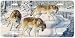 Threesome Timberwolves - Wolf Art Print - License Plate by Randy McGovern from Airstrike, Inc.