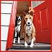 Healthy Dog: A Year of Healthy Tips for Your Four-Legged Friends 2012 Wall Calendar
