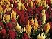 Close-Up of Colourful Flowers of Celosia Argentea, British Columbia (B.C.), Canada Photographic Poster Print by Ruth Tomlinson, 9x12