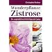 Wunderpflanze Zistrose: Die unglaublichen Heilerfolge mit Cystus