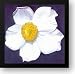 Great white flower 24x24 Framed Art Print by Redon, Odilon