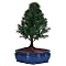 Outdoor Bonsai
