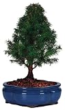 Brussel's Alberta Spruce Outdoor Bonsai Tree