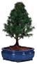 Brussel's Alberta Spruce Outdoor Bonsai Tree