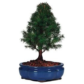 Brussel's Alberta Spruce Outdoor Bonsai Tree