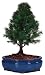Brussel's Alberta Spruce Outdoor Bonsai Tree